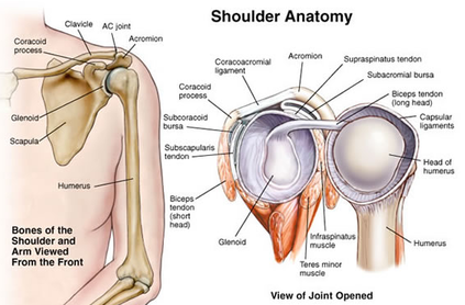 Shoulder pain in Boxers & Martial artists: Part 1 - Identifying the Source  - My Sports Chiropractor